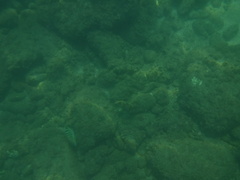 Halichoeres notospilus