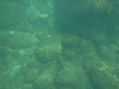 Halichoeres notospilus