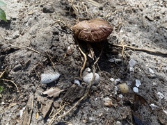 Cortinarius purpureus