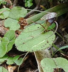 Corybas iridescens