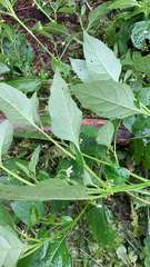 Solanum emulans