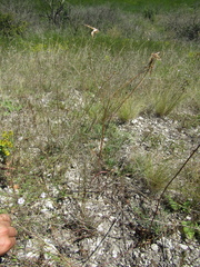 Pseudopodospermum strictum