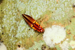 Semiotus intermedius
