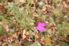 Dianthus barbatus