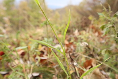 Dianthus barbatus
