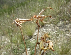 Pseudopodospermum strictum