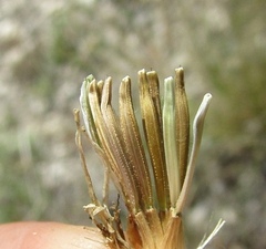 Pseudopodospermum strictum