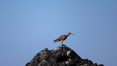 Numenius phaeopus hudsonicus