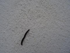 Ommatoiulus moreleti