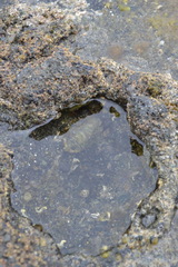 Sypharochiton pelliserpentis