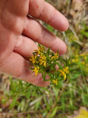 Euthamia leptocephala