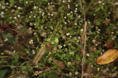 Galinsoga parviflora