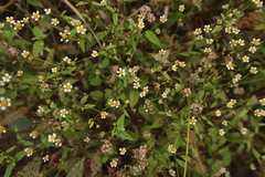 Galinsoga parviflora