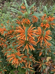 Leonotis leonurus