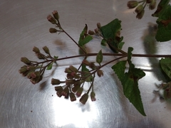 Ageratina deltoidea