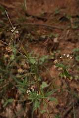 Galium sylvaticum
