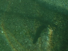 Ophioblennius steindachneri