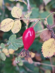Rosa rubiginosa