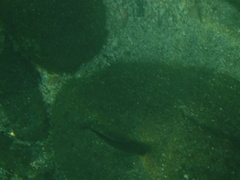 Ophioblennius steindachneri