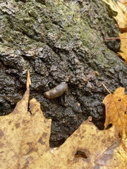 Arion hortensis