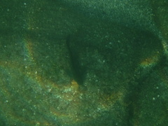 Ophioblennius steindachneri