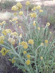 Pseudognaphalium cheiranthifolium