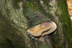 Fomitiporia robusta