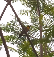 Colaptes campestris campestris