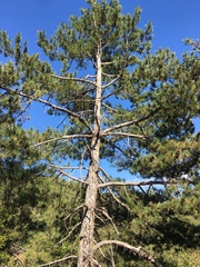 Pinus nigra