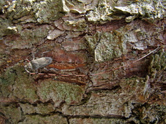 Acanthocinus aedilis