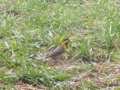 Colaptes campestris campestris