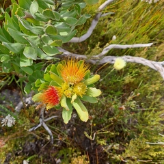 Leucospermum oleifolium