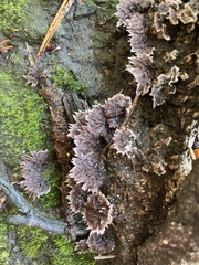Thelephora terrestris