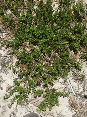 Psoralea bracteolata