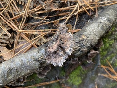 Thelephora terrestris