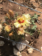 Hamatocactus setispinus