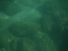 Stegastes flavilatus