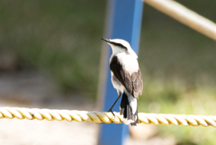Fluvicola nengeta