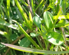 Alysicarpus vaginalis