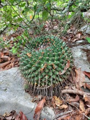 Mammillaria linaresensis