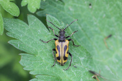 Brachyta interrogationis