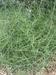 Salsola