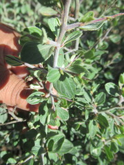 Ceanothus fendleri
