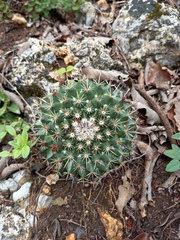 Mammillaria linaresensis