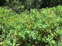 Euphorbia semivillosa