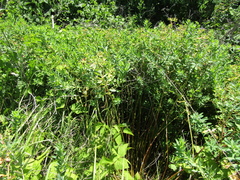 Euphorbia semivillosa