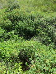 Euphorbia semivillosa