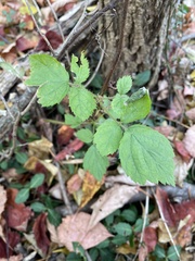 Rubus occidentalis