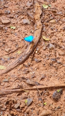 Morpho