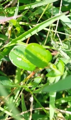 Alysicarpus vaginalis